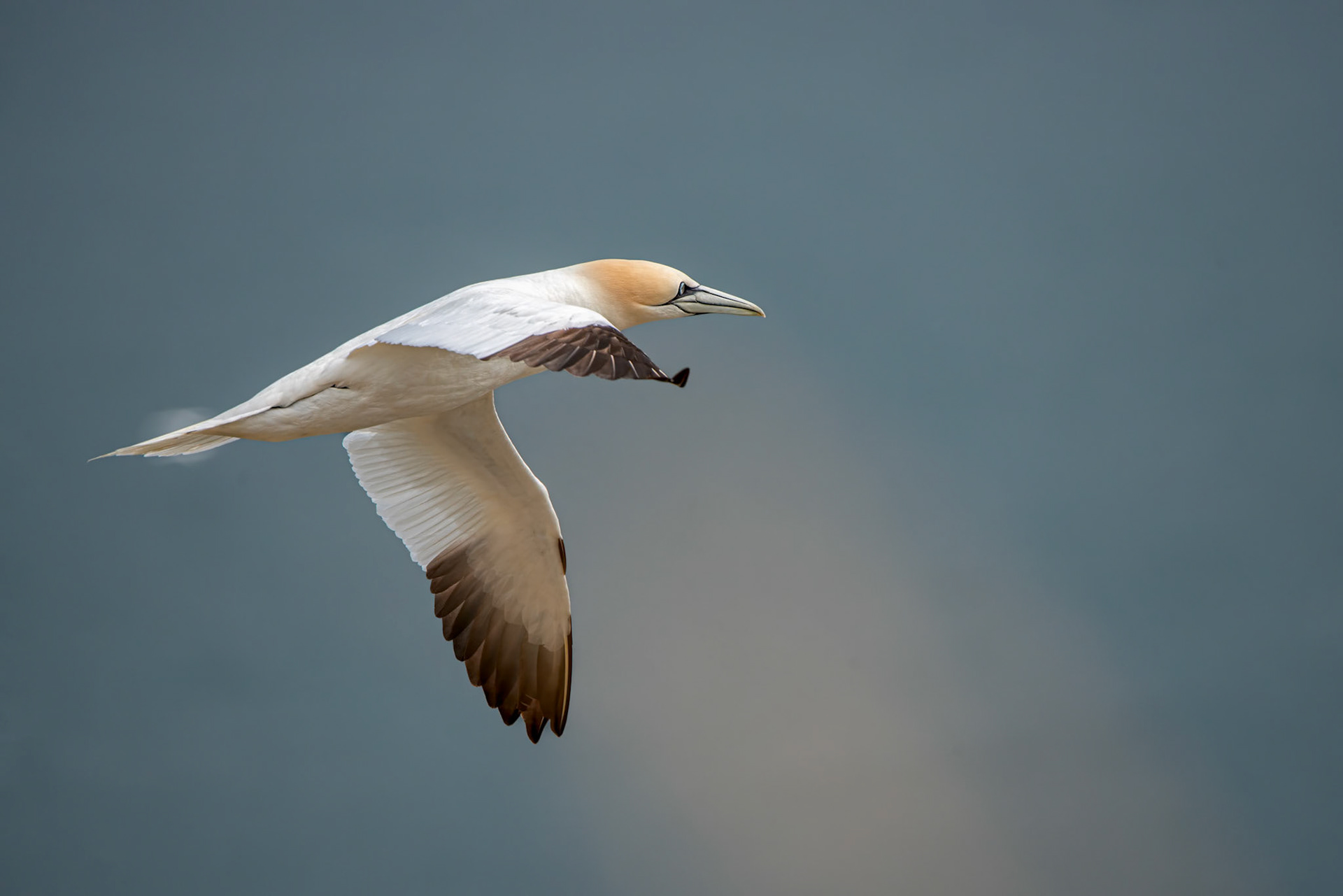 Gannet in flight at RSPB Bempton Cliffs.