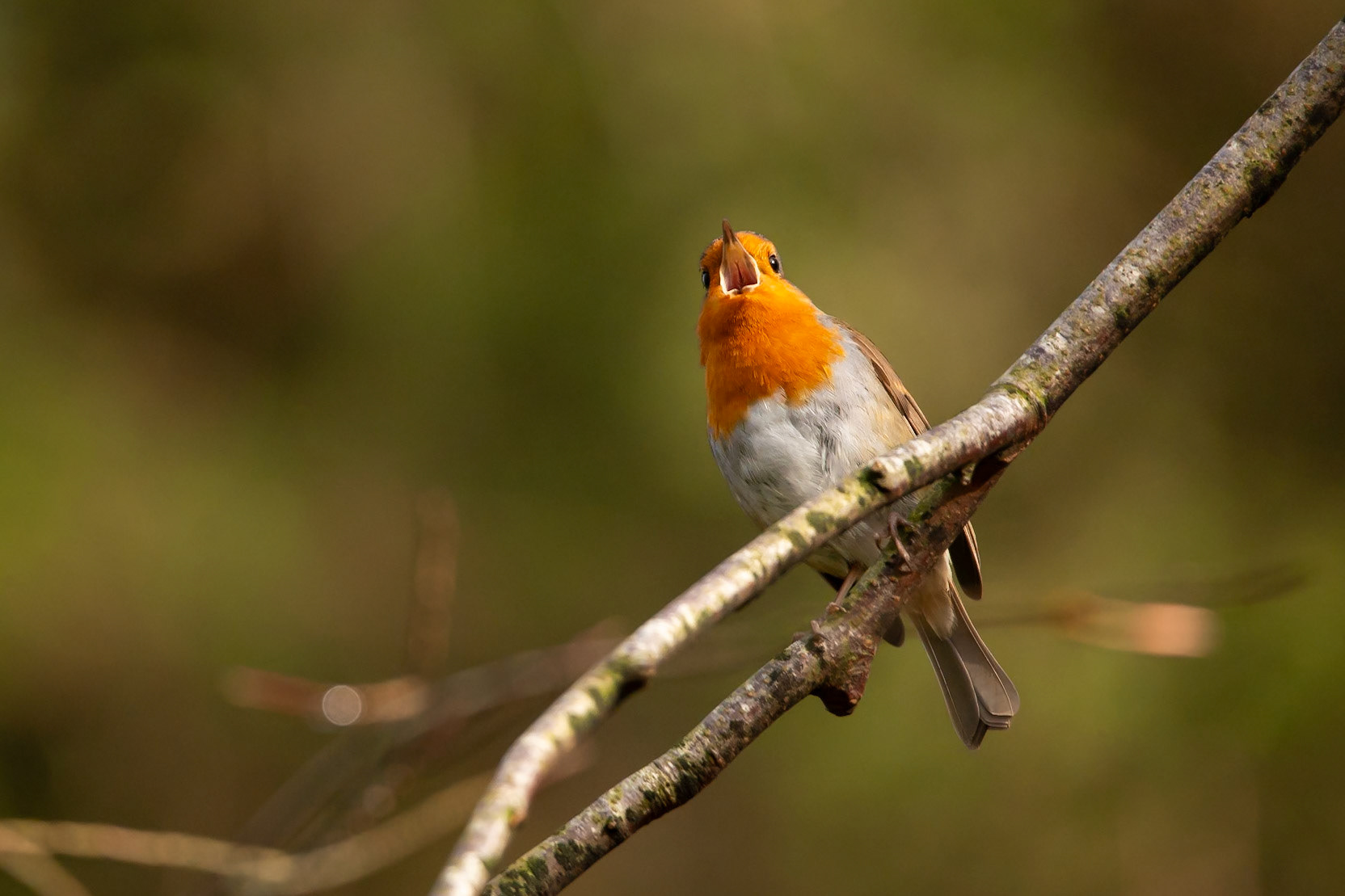 This robin was in fine voice the morning thos photograph was taken.