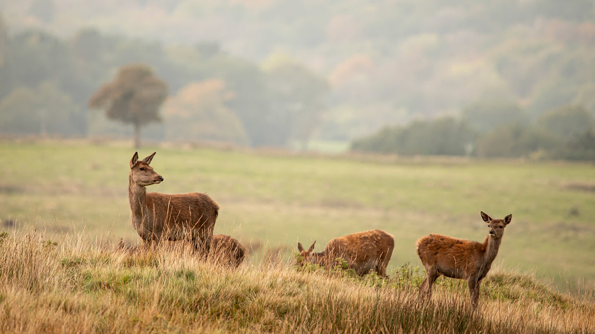 Deer