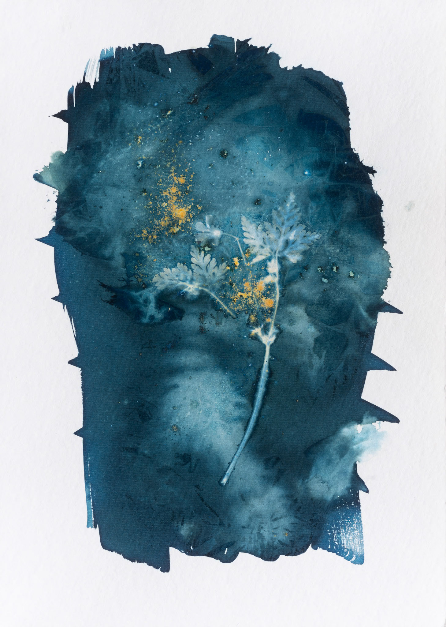 A botanical print, also known as a wet cyanotype. This type of image is made by the sun. A coated sheet of paper has leaves, flowers or part of a plant placed on it and is placed into a contact printing frame. It is then left in a sunny spot in the garden, or on a windowsill for a number of hours, before being taken out of the frame, the plant removed and then the print being washed.