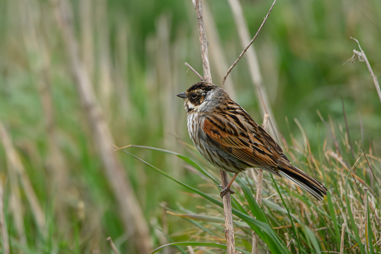 Common Reed Bunting