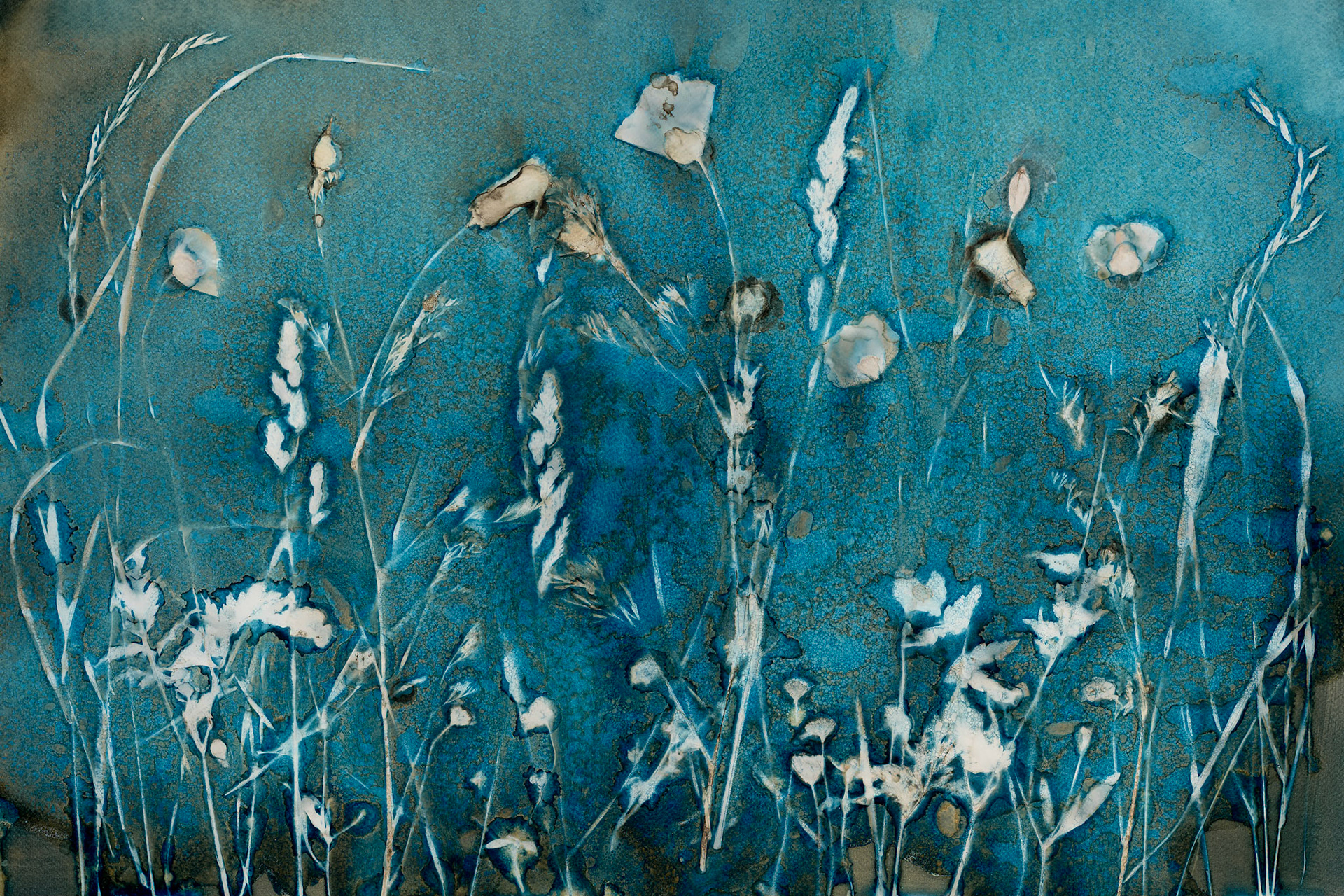 A wet cyanotype of flowers from an English meadow. This image is made from various grasses, poppies and buttercups. The original image was created on a large (50x70cm) sheet of watercolouir paper. A wet cyanotype is an alternative process photographic print. It is a photograph, even though it doesn't use a camera. The paper is made sensitive to light and the vegetation is laid on it and then the whole thing is exposed to the sun for a number of hours.