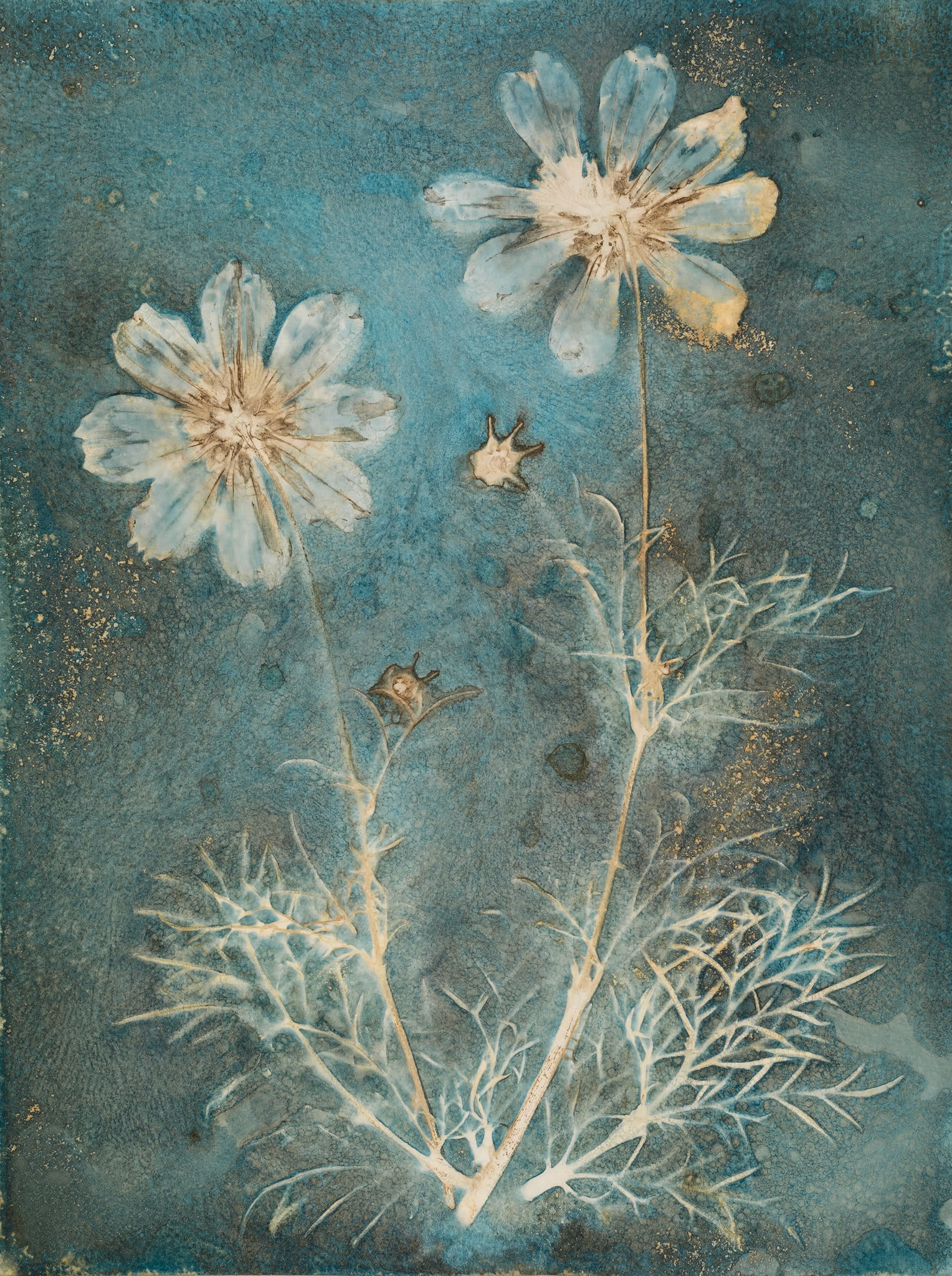 A botanical print, also known as a wet cyanotype. This type of image is made by the sun. A coated sheet of paper has leaves, flowers or part of a plant placed on it and is placed into a contact printing frame. It is then left in a sunny spot in the garden, or on a windowsill for a number of hours, before being taken out of the frame, the plant removed and then the print being washed.