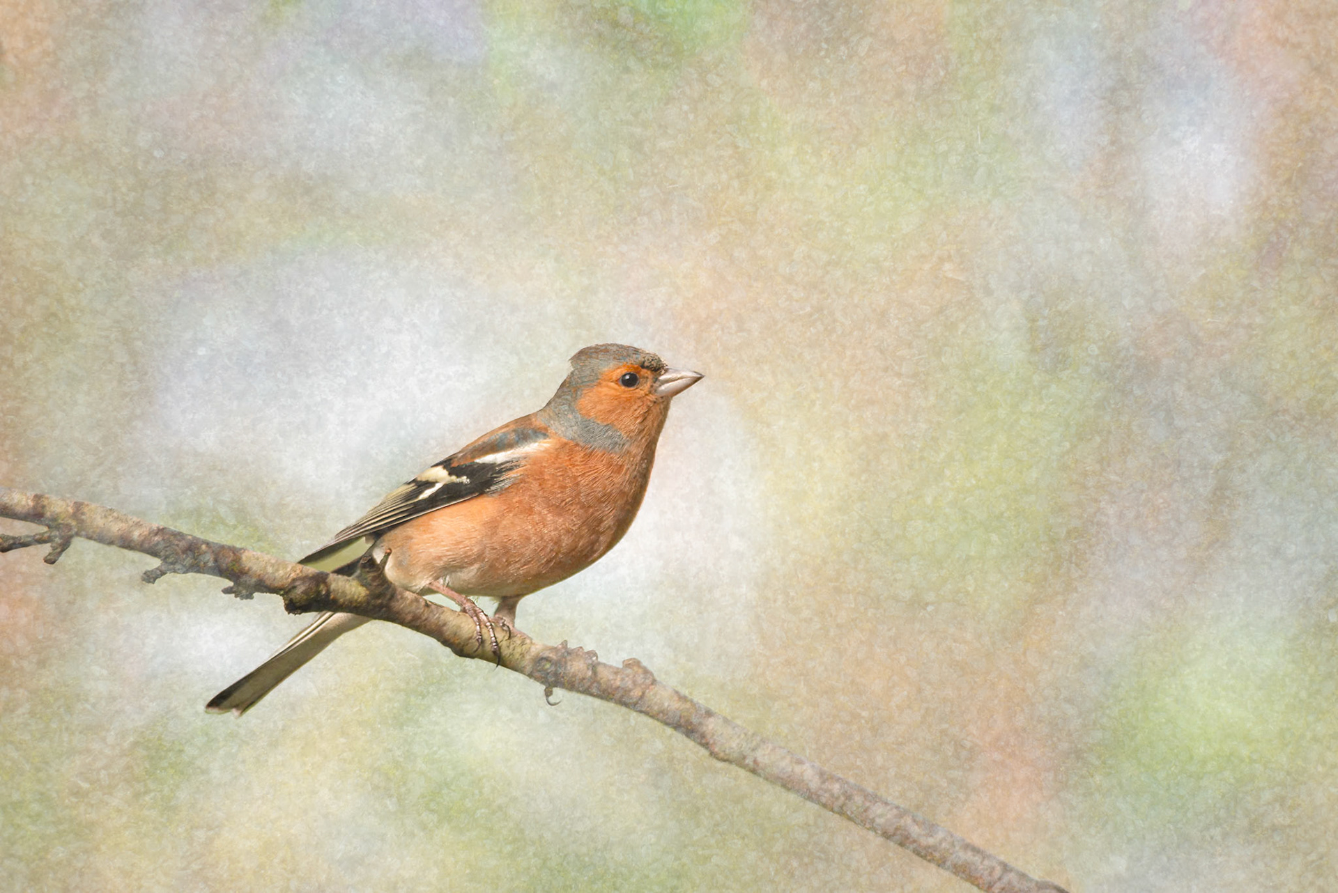 Chaffinch