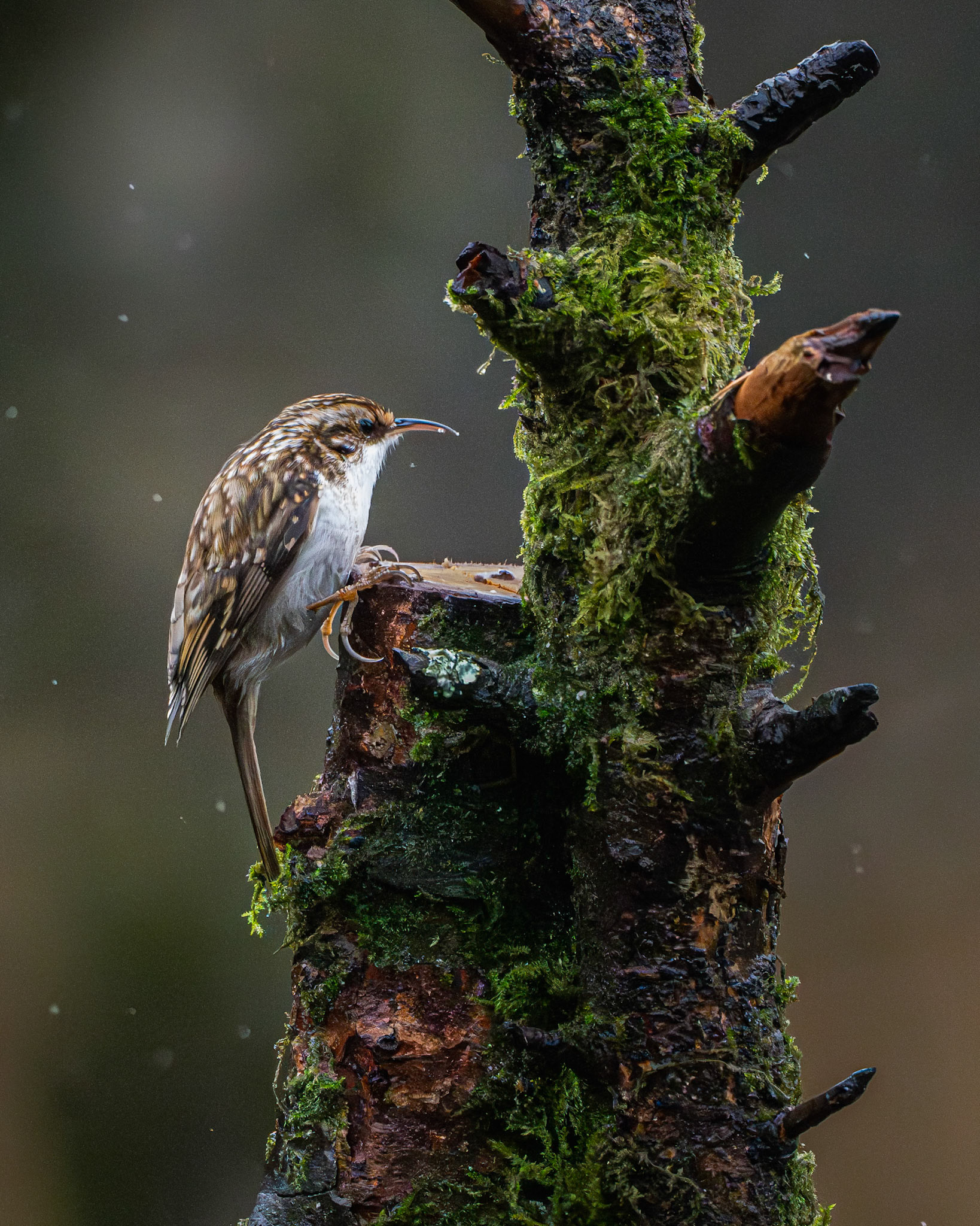 Treecreeper