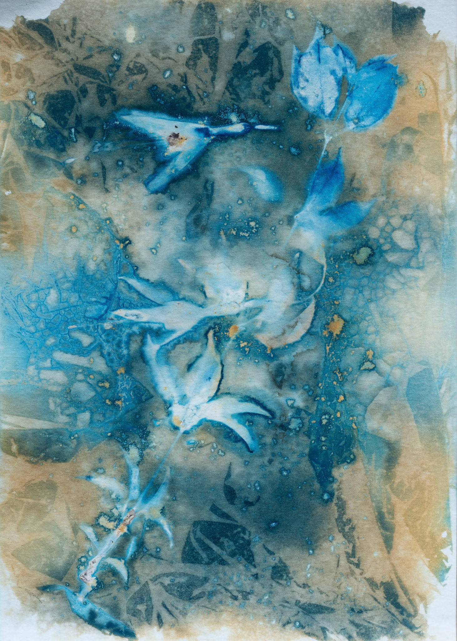 A botanical print, also known as a wet cyanotype. This type of image is made by the sun. A coated sheet of paper has leaves, flowers or part of a plant placed on it and is placed into a contact printing frame. It is then left in a sunny spot in the garden, or on a windowsill for a number of hours, before being taken out of the frame, the plant removed and then the print being washed.