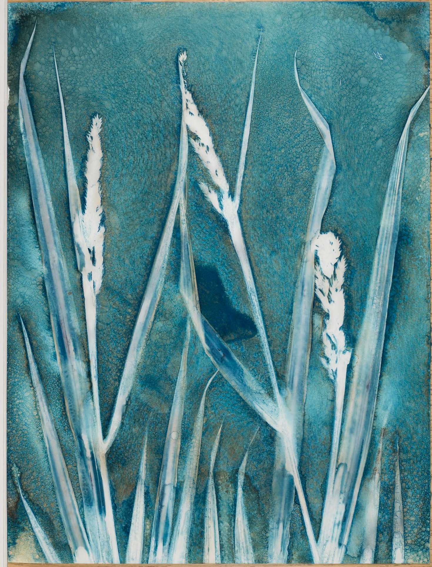 A botanical print, also known as a wet cyanotype. This type of image is made by the sun. A coated sheet of paper has leaves, flowers or part of a plant placed on it and is placed into a contact printing frame. It is then left in a sunny spot in the garden, or on a windowsill for a number of hours, before being taken out of the frame, the plant removed and then the print being washed.