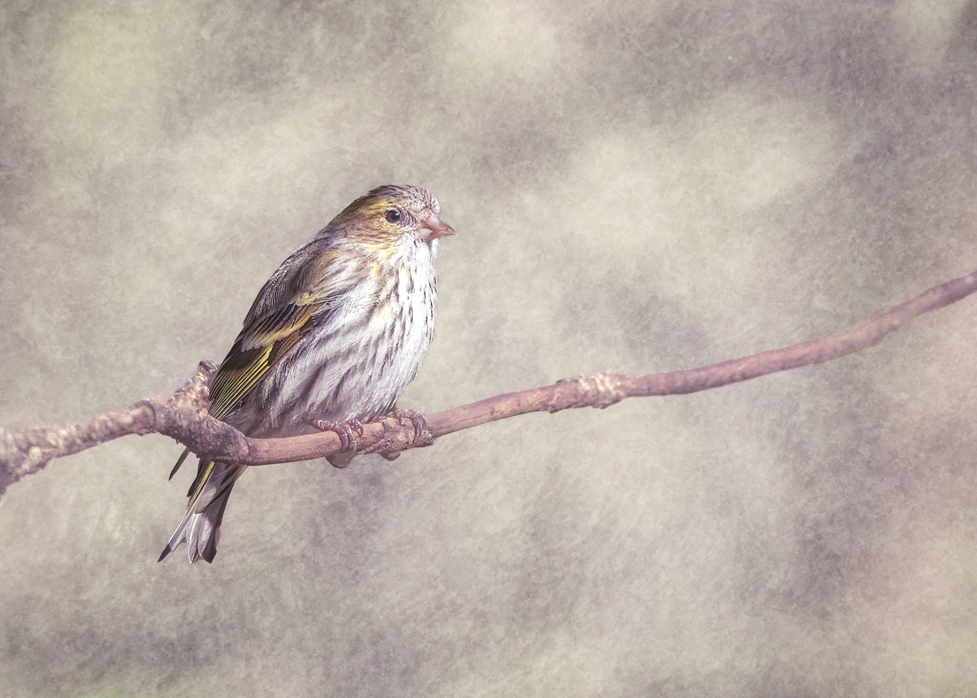 Siskin