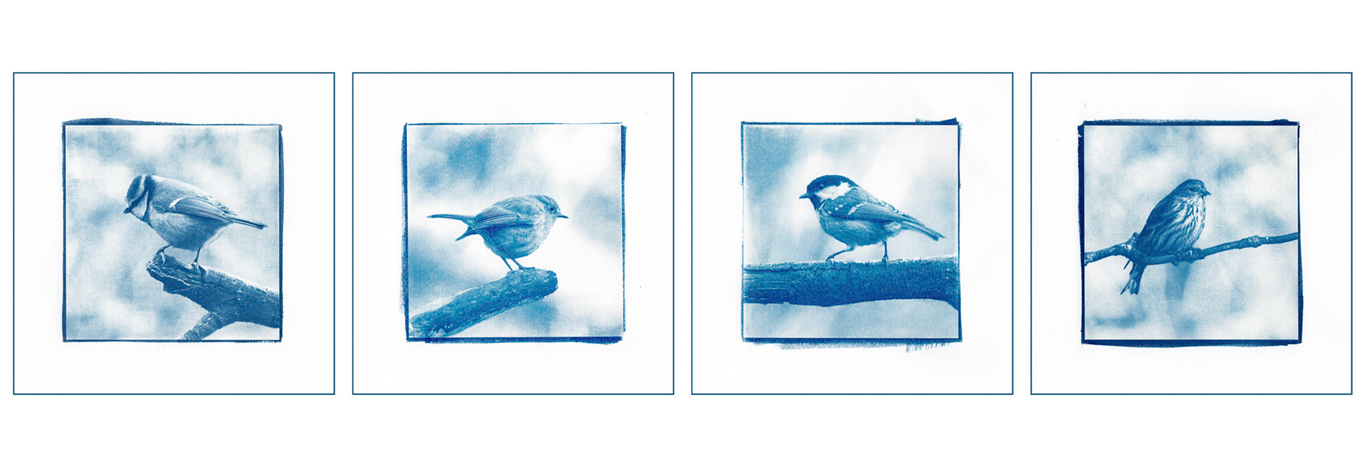 From left to right, a blue tit, robin, great tit and a siskin.
