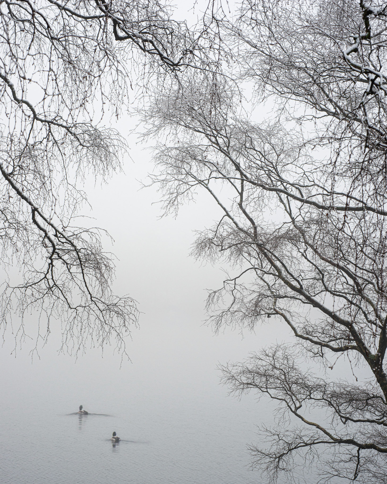 Ducks in the Fog