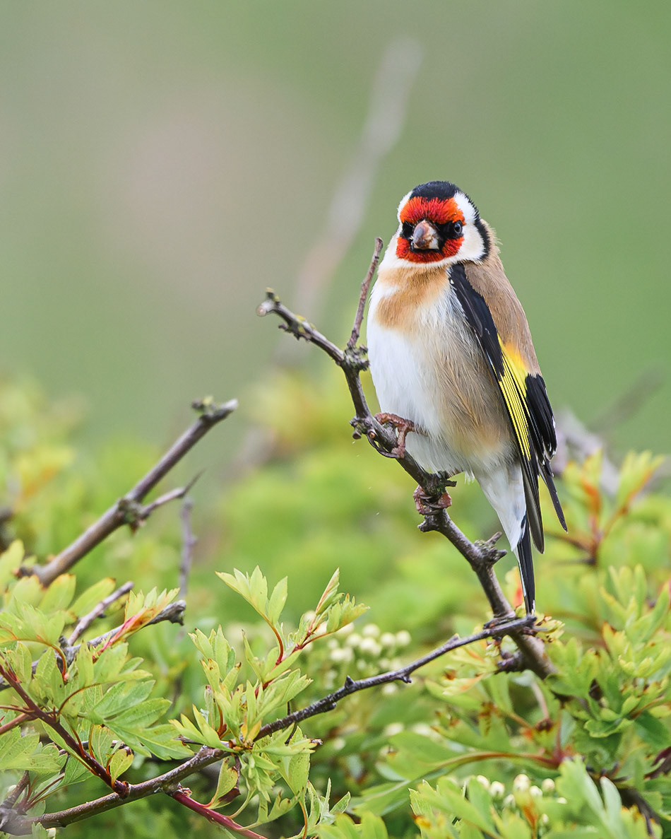 European Goldfinch