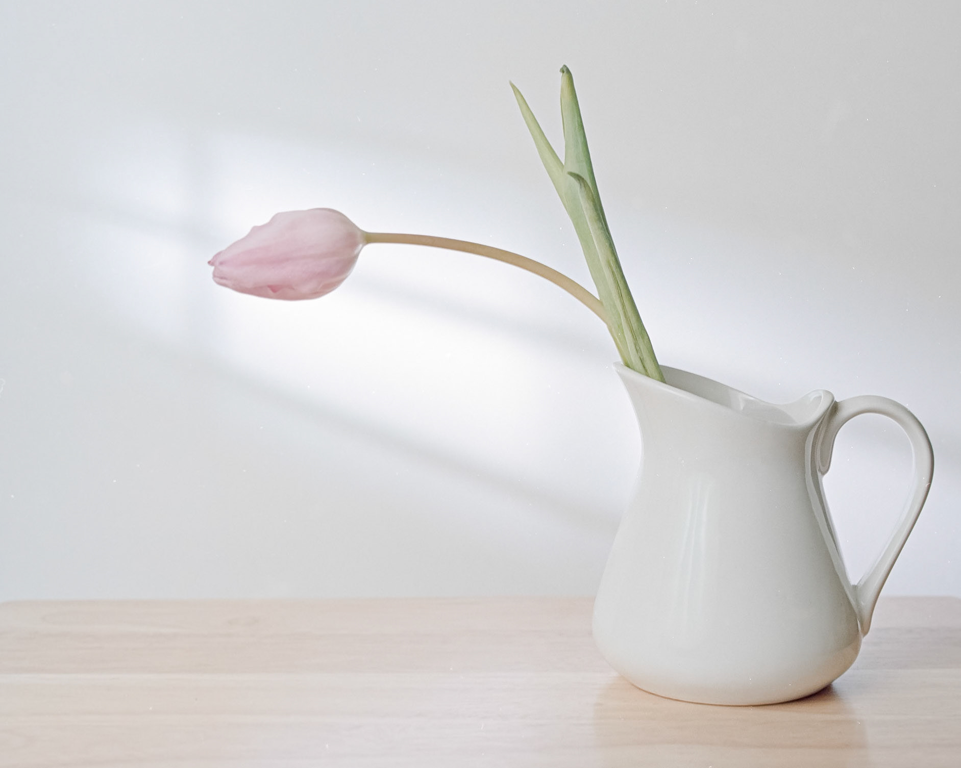 Just a Tulip