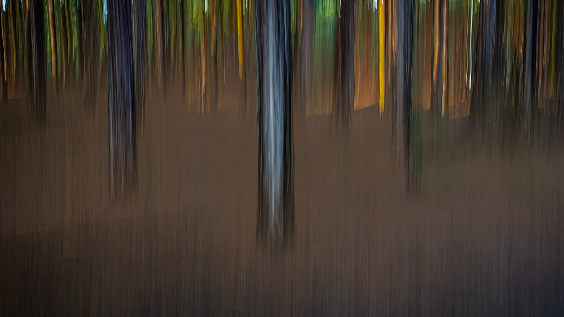 Intentional Camera Movement in Formby Woods