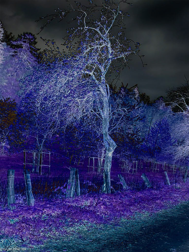 On the blue Side of a Tree,  411735-102