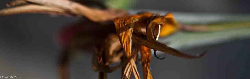 Strelitzia: 160x45cm