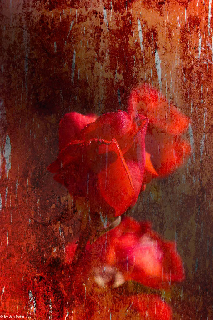 Elixir of Love, 406070-102