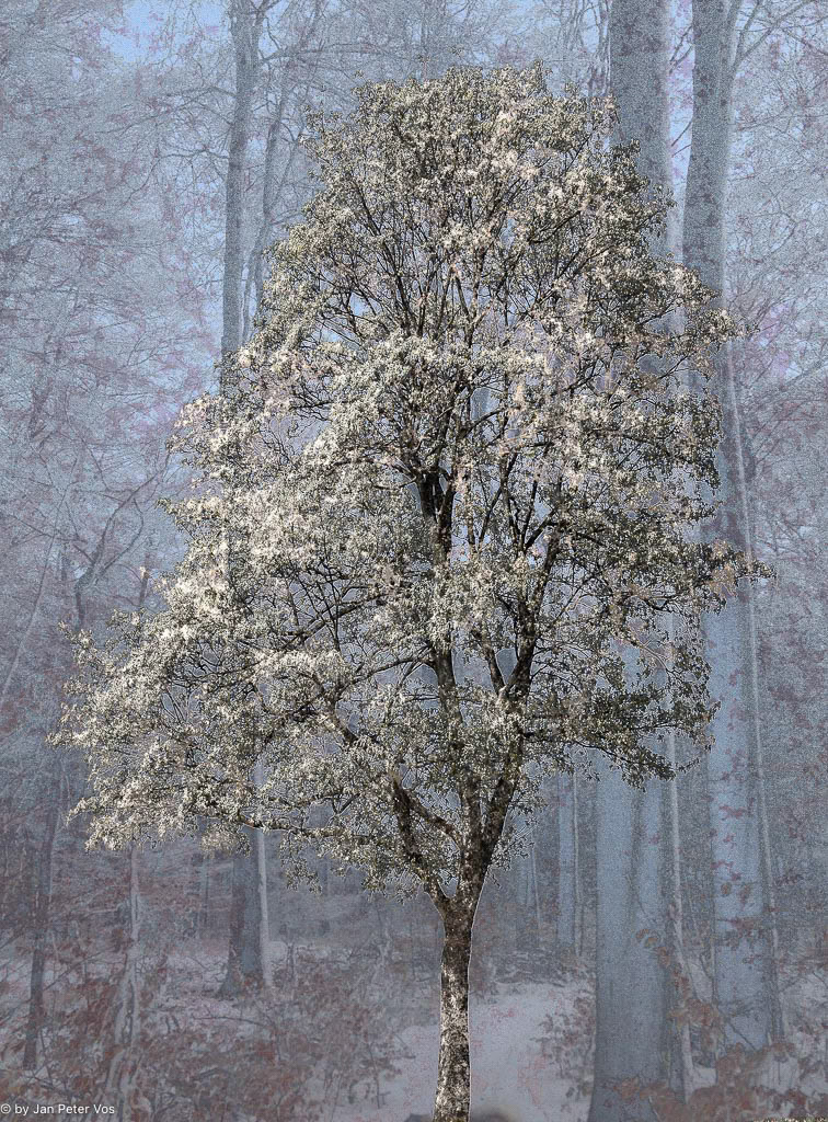 The Poetry of Snow, 400937-103