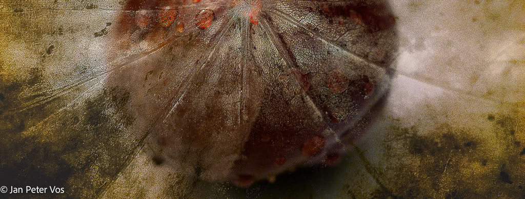 The Rays of Aesculus, 400464