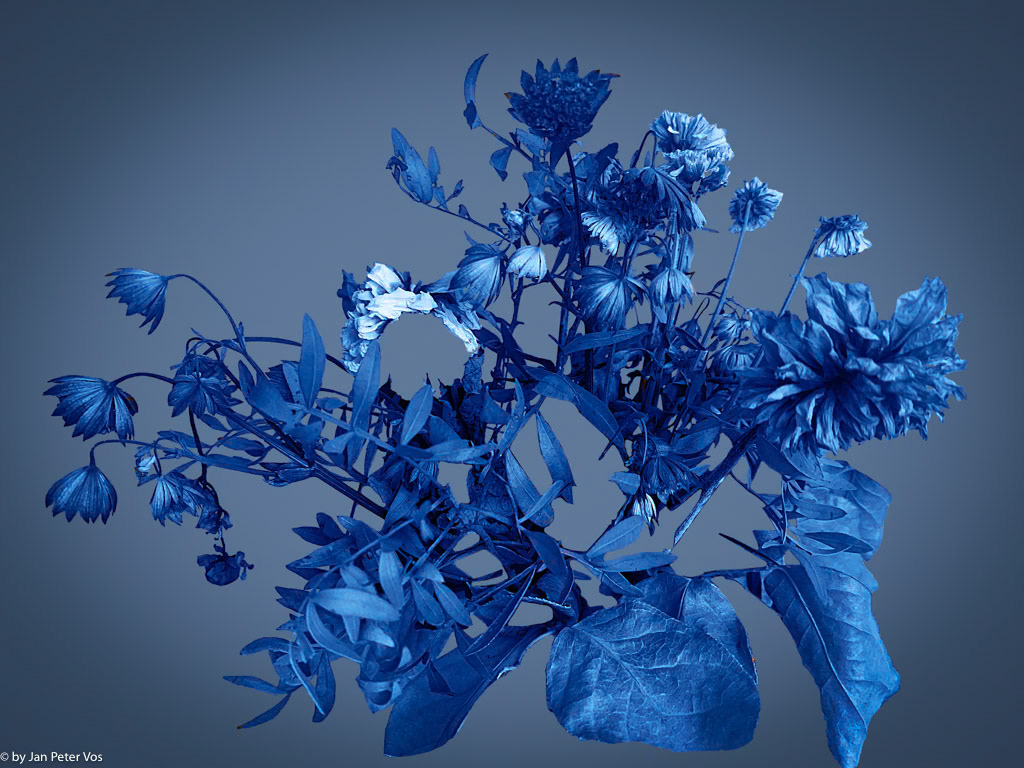 My Bouquet for You, 411202-302