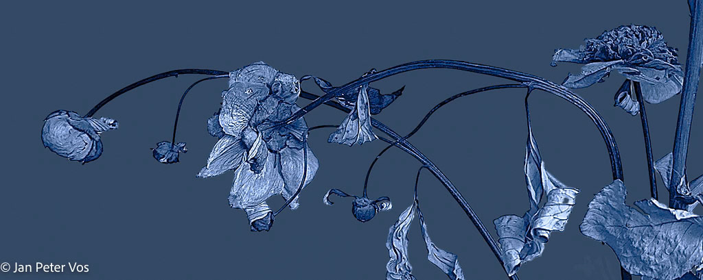 Bouquet in Blue, 411079-305