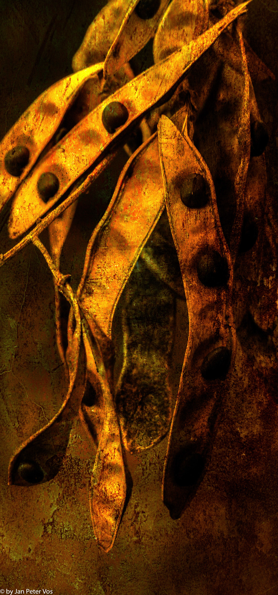 Seeds of Rebirth, 406144-1