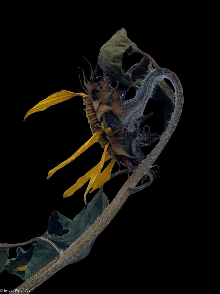 The Twilight of a Sunflower, 411143