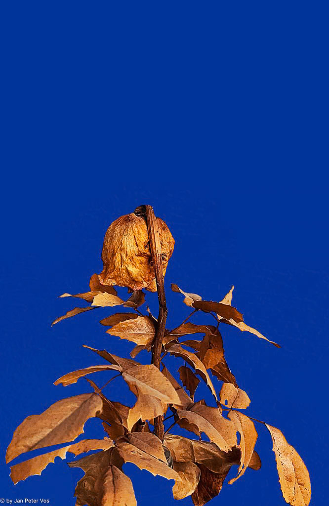 The Backside of a Rose, 411171-100