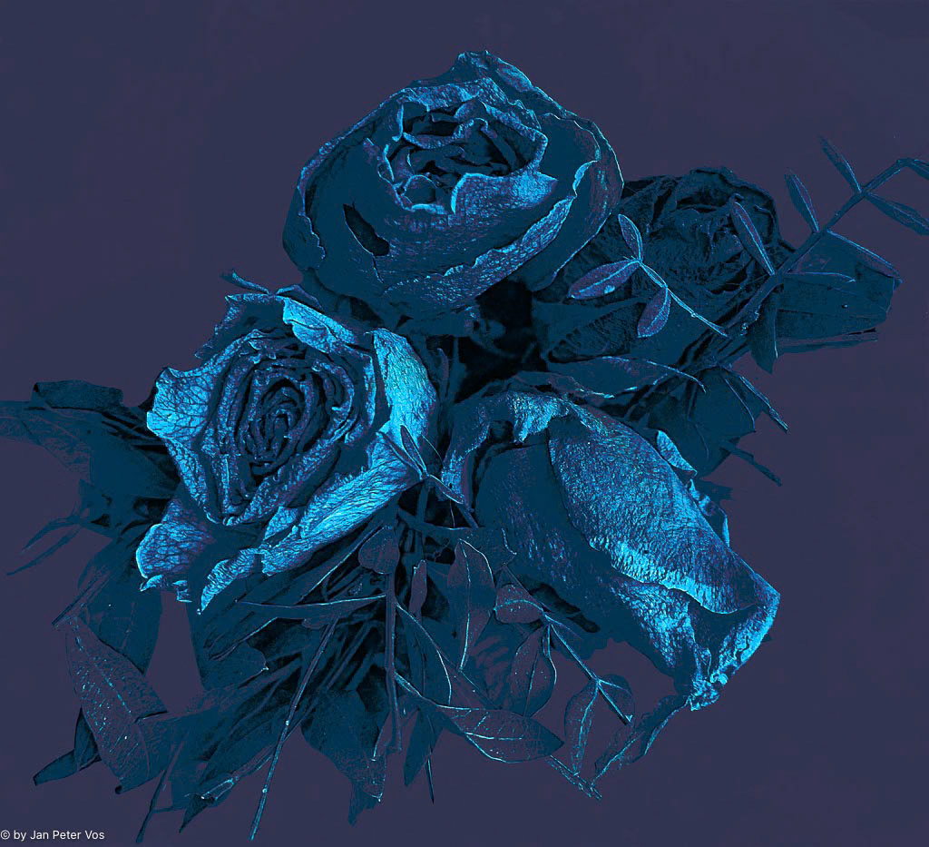 A Rosy Blues, 411205-104