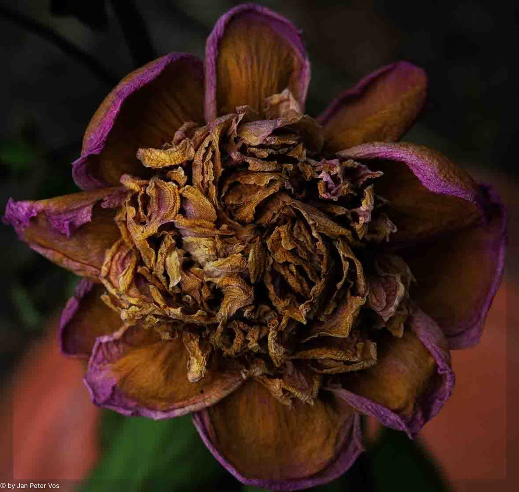 An Edge of Lilac: 100x100cm