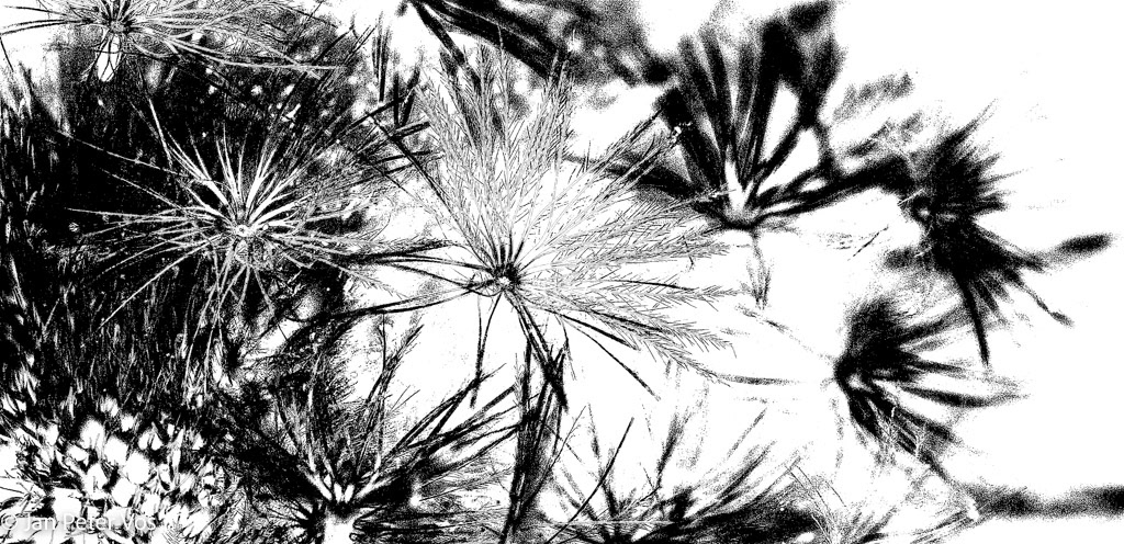 The Subtleties of Black and White, 401957-106