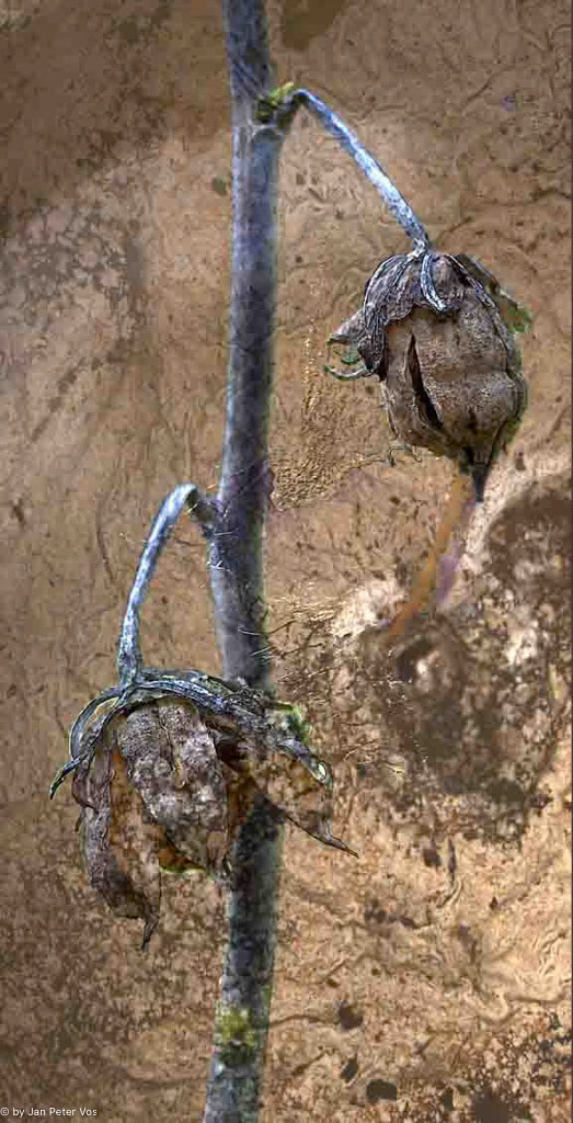 Rebirth: 150x75cm
