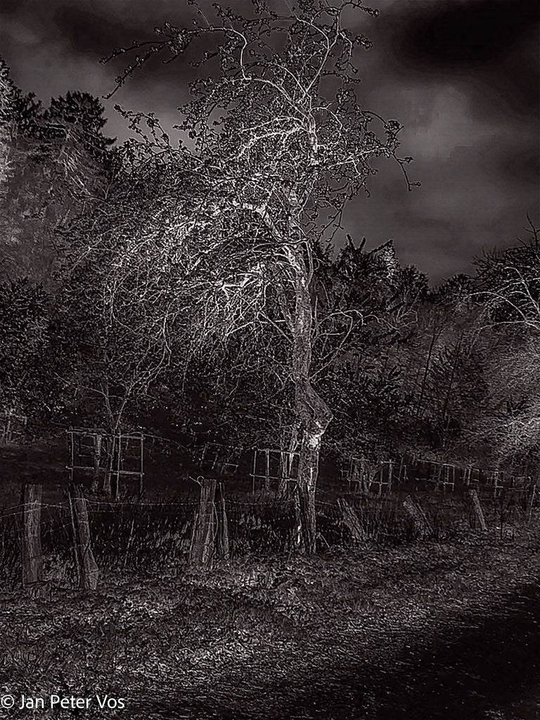 Nuances in Black and White, 411735-112