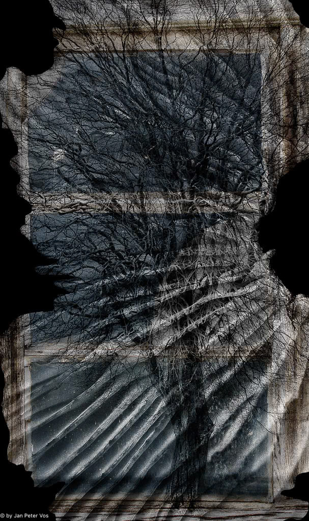 Tree in a Window, 404319-100
