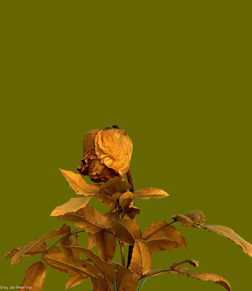 Lady Rose on Stage, 411170-105