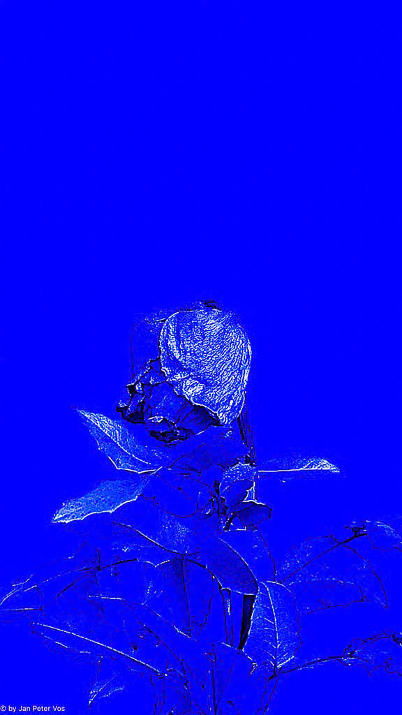 Lady in Blue, 411170-201