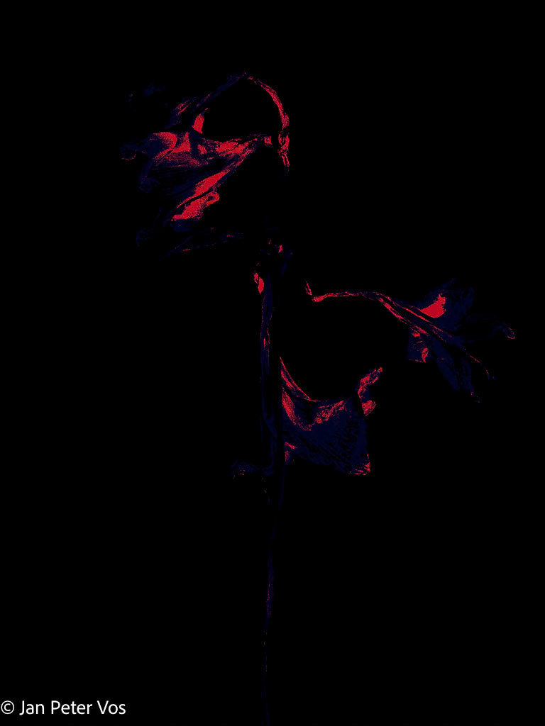 Elegance Hiding, 410958-215