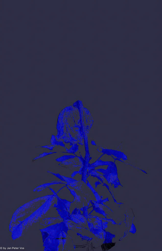 The Ghost of a Rose, 411171-104