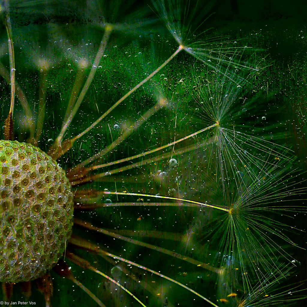 Rays of Joy, 406986-101