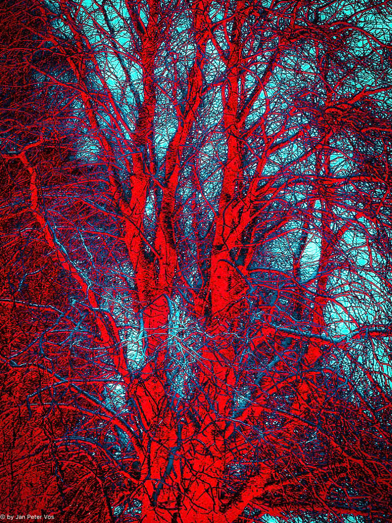 Personality in Red, 411786-104