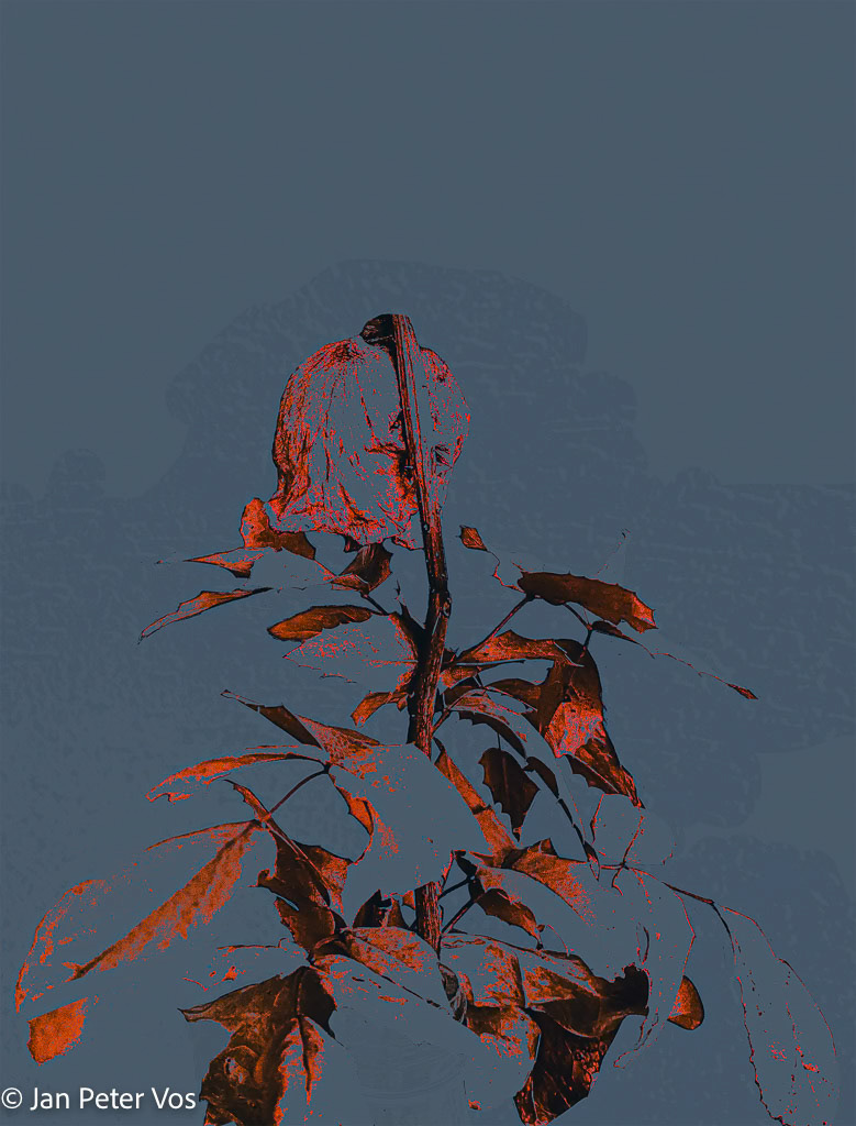 The Backside of a Rose, 411171-100