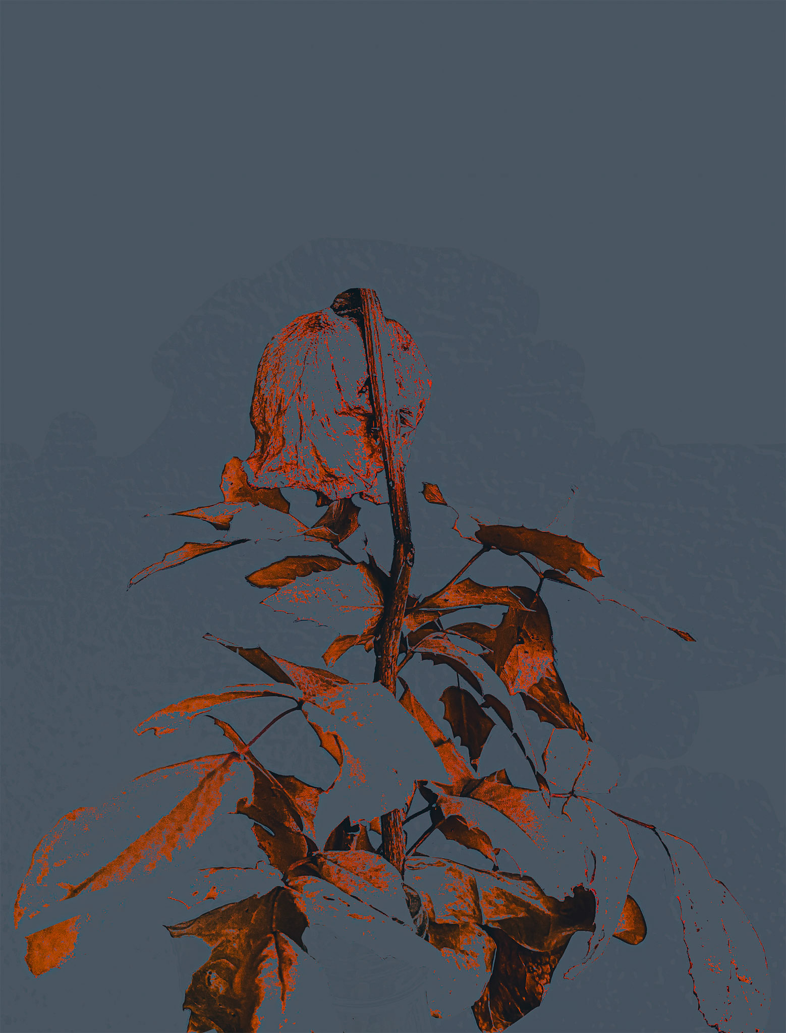 The Backside of a Rose, 411171-106
