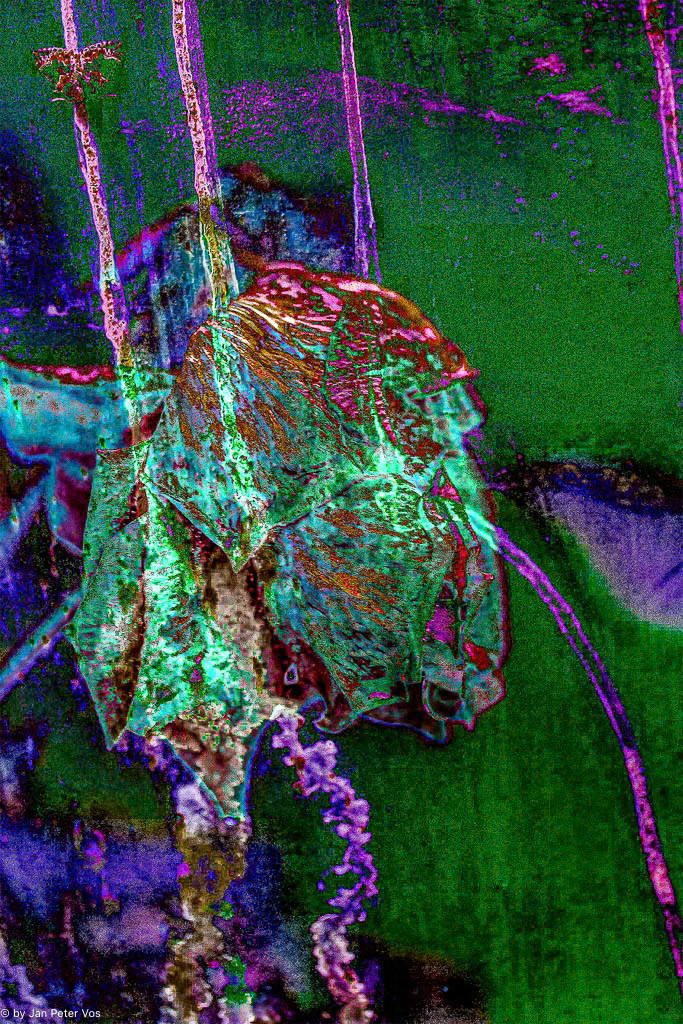 Migraine, 405988-117