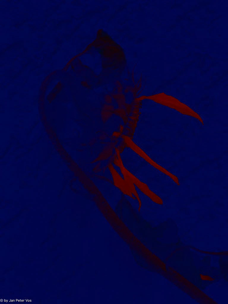 The Twilight of a Sunflower, 411143-110