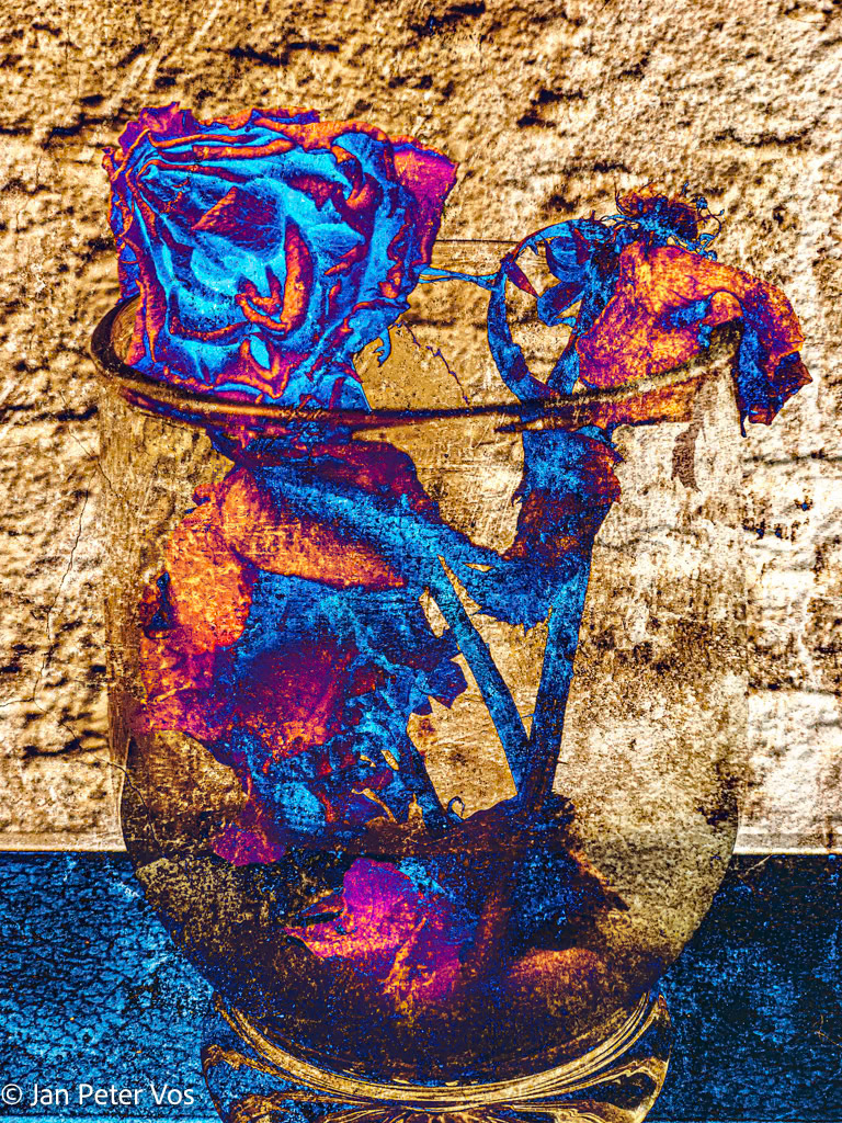 Rose in a Glass, 411428-104