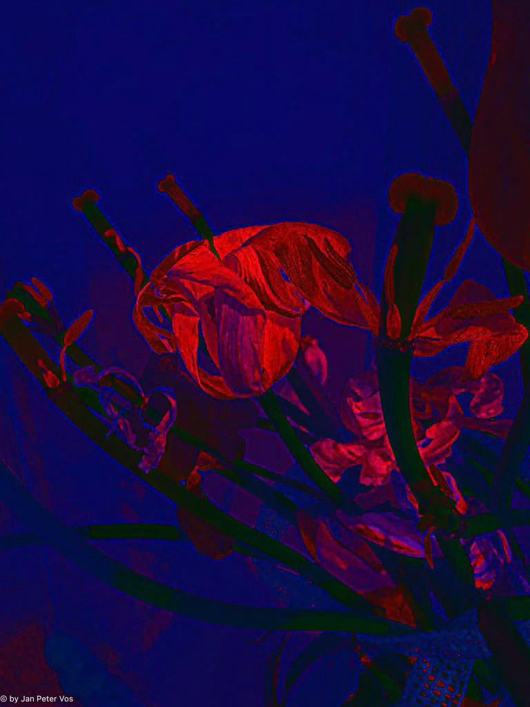 The Beauty of End of Life, 411558-102