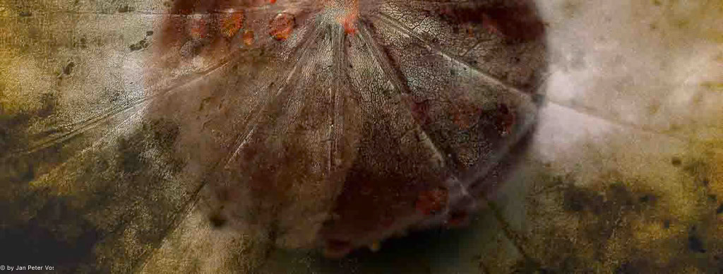 Rays of Aesculus: 50x130cm