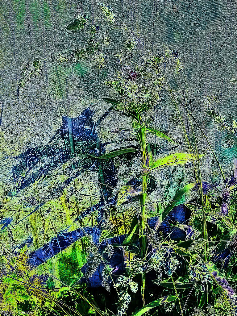 Abundance, 411525-102