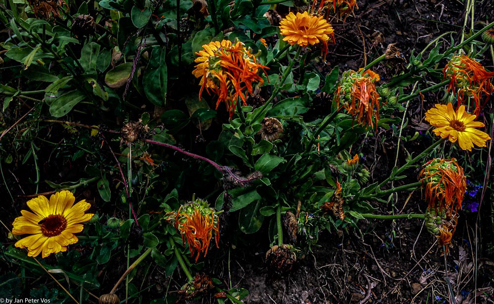 Preparing for Rebirth