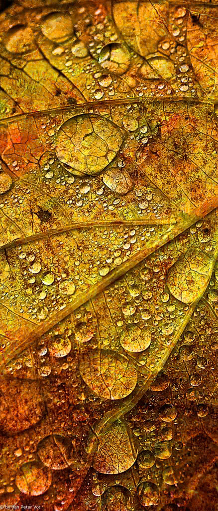 The Tale of the Golden Drops, 401337-101
