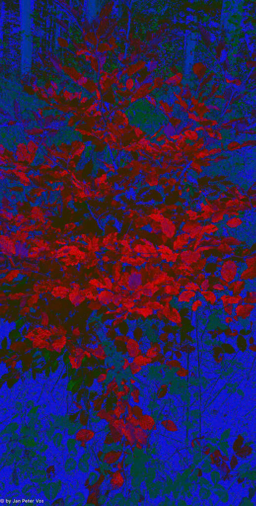 Autumn Fury, 410748-104
